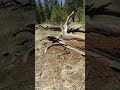 Log torn apart by bears! #Flagstaff #arizona