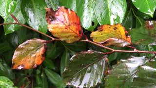 Copper Beech - wet leaves showing autumn colours - October 2021