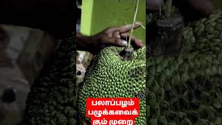 How to ripen jack fruit | பலாப்பழம் பழுக்க வைக்கும் முறை |  Tamil | JRam