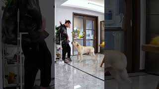 【旺仔很忙🐶Wangzai is busy】这狗子让我防不胜防