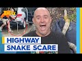 Tiger snake slithers up woman's leg while driving on Monash freeway | Today Show Australia