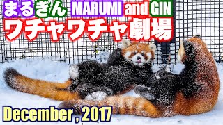 【レッサーパンダ】まるぎんワチャワチャ劇場　December , 2017　Red Pandas MARUMI and GIN at Maruyama Zoo