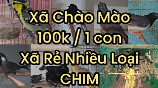 💓6/12/2024💓 0978537777 - Xã Chào Mào - Phượng Hoàng Đất - Chòe Lửa 20cm 19cm - Khướu Hót - Mi Hót