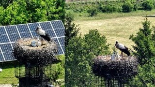 Trzy młode bociany wykluły się w Jaworznie