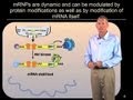 Summary of mRNA pathways - Roy Parker (Boulder/HHMI)