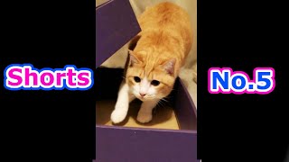 #Shorts【突撃する猫】Rushing cat【ショート動画】