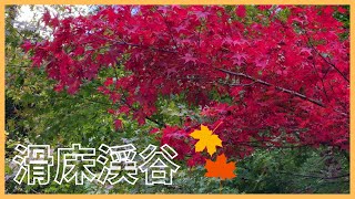 紅葉を見に滑床(なめとこ)渓谷に行ってきましたヨ、360度カメラの映像もあり #紅葉 #渓谷 #愛媛県