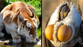 Extraordinary Animals On The Verge Of Extinction
