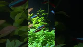 Ludwigia Repens Aquarium Plant Care Guide and Species Profile 🌱