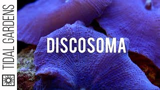 Discosoma Mushrooms