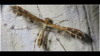 Platyptilia gonodactyla, also known as the triangle plume,Greece by Theo