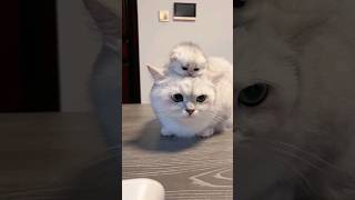 Cute baby kittens 🤗🥰🥰 #kitten #cutecats #babycat #shorts #catfancy