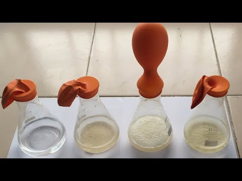 Alcohol Fermentation Process with Yeast (हिंदी में) Alcohol Fermentation Process with Yeast (हिंदी में)