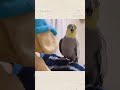 マネっ子ぬいぐるみにヘドバンするオカメインコこはく shorts