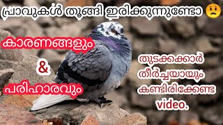 പ്രാവുകൾതൂങ്ങിഇരിക്കുന്നുണ്ടോ😟|pigeontayerd|praavthookam|praavuthooggiirikkunnu|ZenPetsByAlthaf.