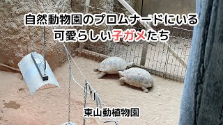 【東山動植物園】自然動物園のプロムナードにいる可愛らしい子ガメたち / Adorable baby tortoises at the promenade.