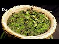 1001 Days in 12 Relaxing Minutes - Growing Plants from Seeds TIME LAPSE