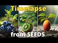 1001 Days in 12 Relaxing Minutes - Growing Plants from Seeds TIME LAPSE