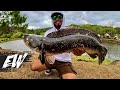 Chasing the 34-inch-long Giant Snakehead | Y4E41