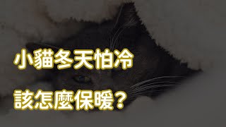 小貓冬天怕冷該怎麼保暖？