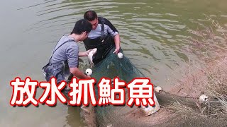 【石頭記事】2年沒幹的魚塘，小鄧今天放水抓到了1條大鮎魚，看看有多大