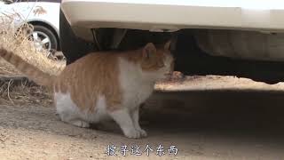 流浪猫报恩有多疯狂？除了送老鼠，一个月竟“偷”了千只手套送人