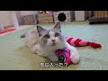 換毛期の冬毛で猫用マクラを作ってみた　ラグドール猫　【モフニャン】part96 steve the ragdoll cat