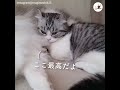 お姉ちゃん大好きニャ💕 もふもふのお腹に顔を埋めるニャンコ🐱【peco tv】