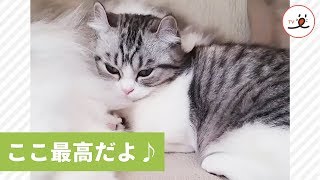 お姉ちゃん大好きニャ💕 もふもふのお腹に顔を埋めるニャンコ🐱【PECO TV】