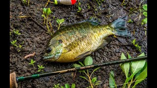 Temple Fork Trout-Panfish Rods with Bill Sherck | TFO