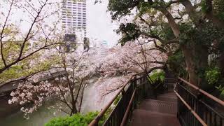 東京ガーデンテラス紀尾井町 2020 桜