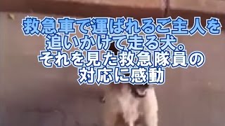 【感動】救急車で運ばれるご主 人を追いかけて走る犬。 それを見た救急隊員の 対応に感動