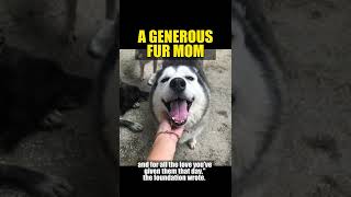 A GENOEROUS FUR MOM FOR THE FOUNDATION  #celebrity #foundation #dogs #dogsoftiktok