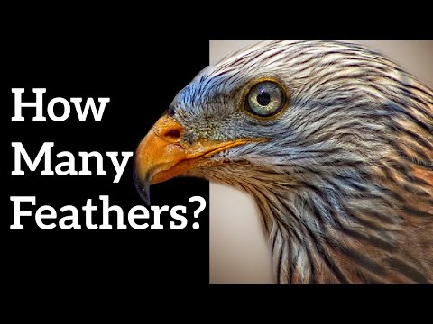 How many feathers does a falcon have?