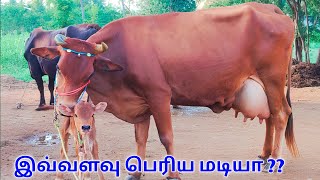 கன்று ஈன்ற உடனே மாடு விற்பனைக்கு | ஜெர்சி கலப்பினமாடு விற்பனைக்கு | Jersey cow for sales | Jersey