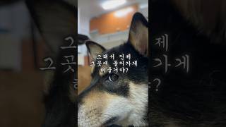 허락하기 전까지 방에 절대 안들어오는 기특한 강아지 #시바견 #시바이누 #마메시바