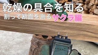 薪の乾燥具合　表面と内部は違うので割って測る　サクラ編