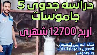 اربح 12700 شهرى دراسه جدوى مشروع الجاموس الحلاب .Feasibility study. Milker buffalo