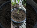 growing plant from onion in the kitchen garden kitchengarden beginnergardening onionplant