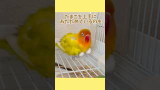 たまごを大切にするボタンインコ