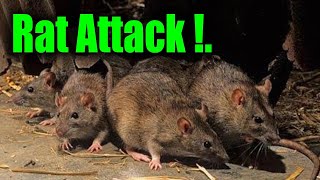 Rats attack !.