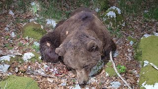 Shooting brown bear, odstrel medvjeda.