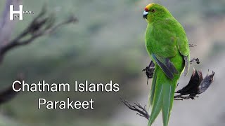 Chatham Islands Parakeet Bird Sounds