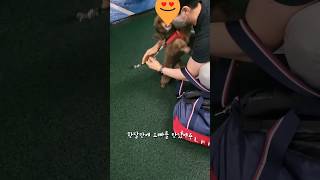 한달만에 오빠를 만난 강아지의 격한 환영식ㅋ #shorts