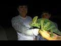 catching wild chameleons in south florida