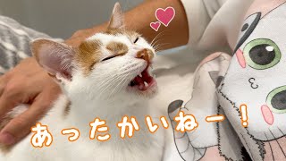 珍しく苦手なパパに甘える子猫トロさん