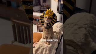 喵的N个身份都不同意开学 阿比西尼亚猫 我N个身份都不同意开学 萌宠出道计划 抖音萌宠 情绪好稳定的小猫