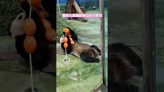 葡萄在腳邊但圓圓沒看到 不玩了還補踢一腳 #panda #yuanyuan #cute #可愛い