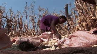 Villagers in Zimbabwe skip meals to save scant food