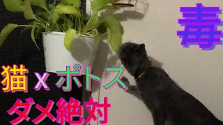 食べるな危険　身近な観葉植物と猫　dangerous plants